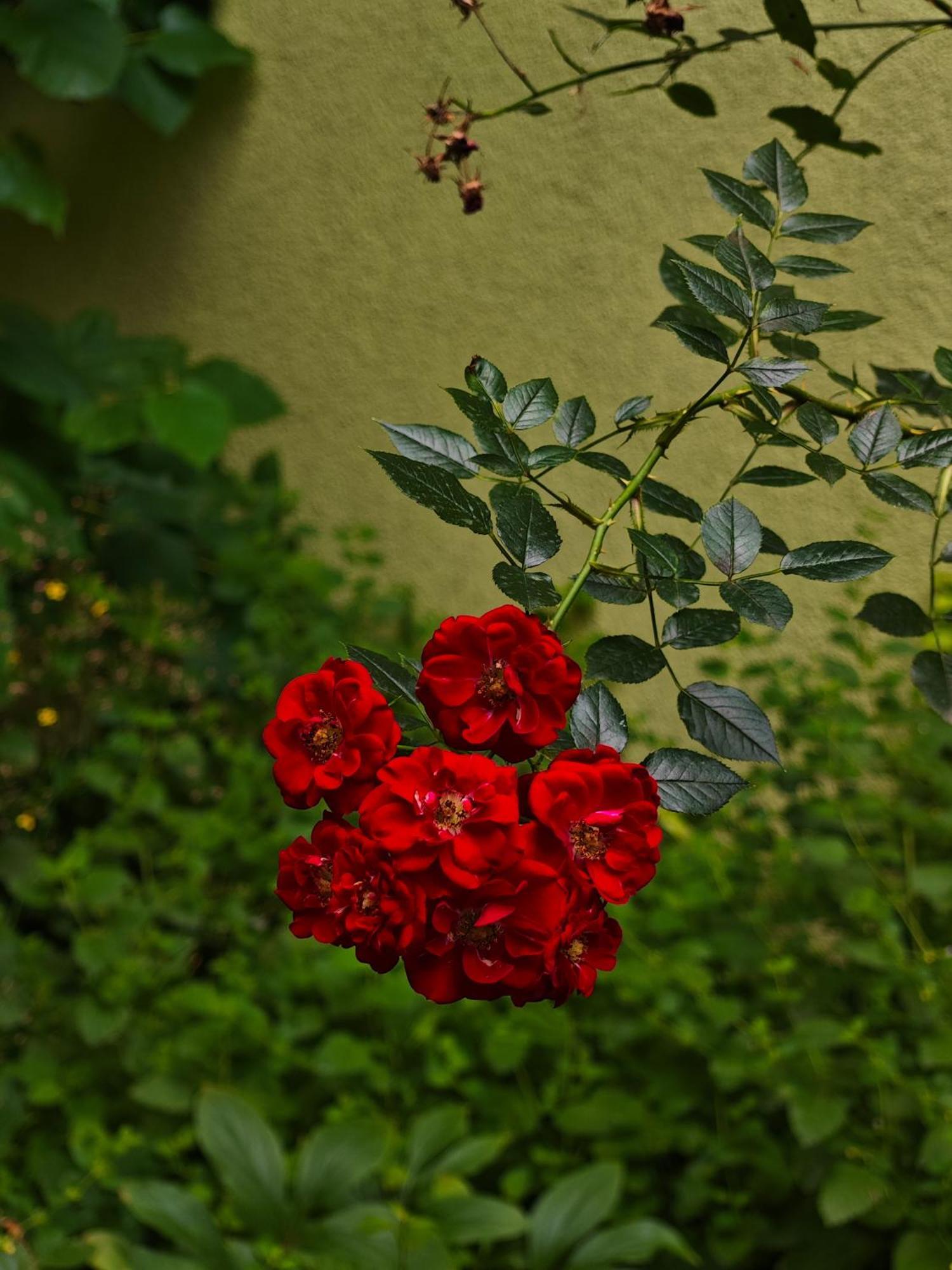 Vintage Room With Garden View Братислава Екстериор снимка