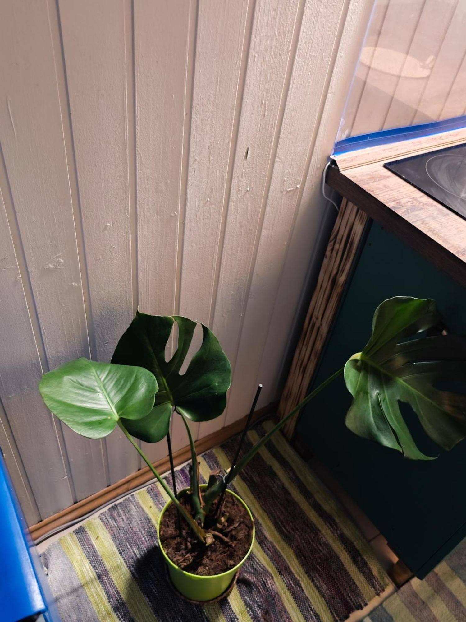 Vintage Room With Garden View Братислава Екстериор снимка